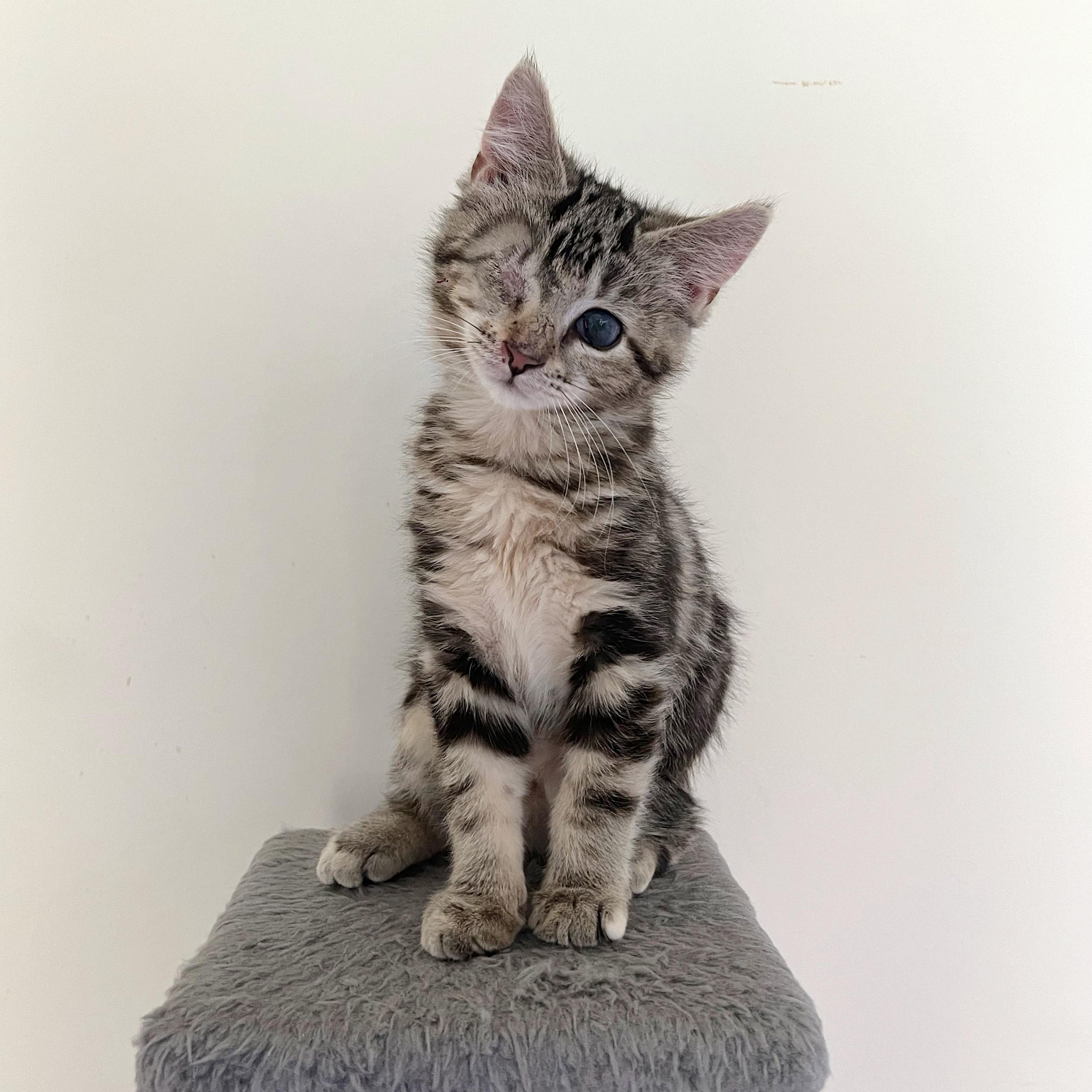 Enlarge Ollie & Ophelia (Bonded Pair), a ADOPTABLE Domestic Short Hair in Alexandria, VA image 4/6