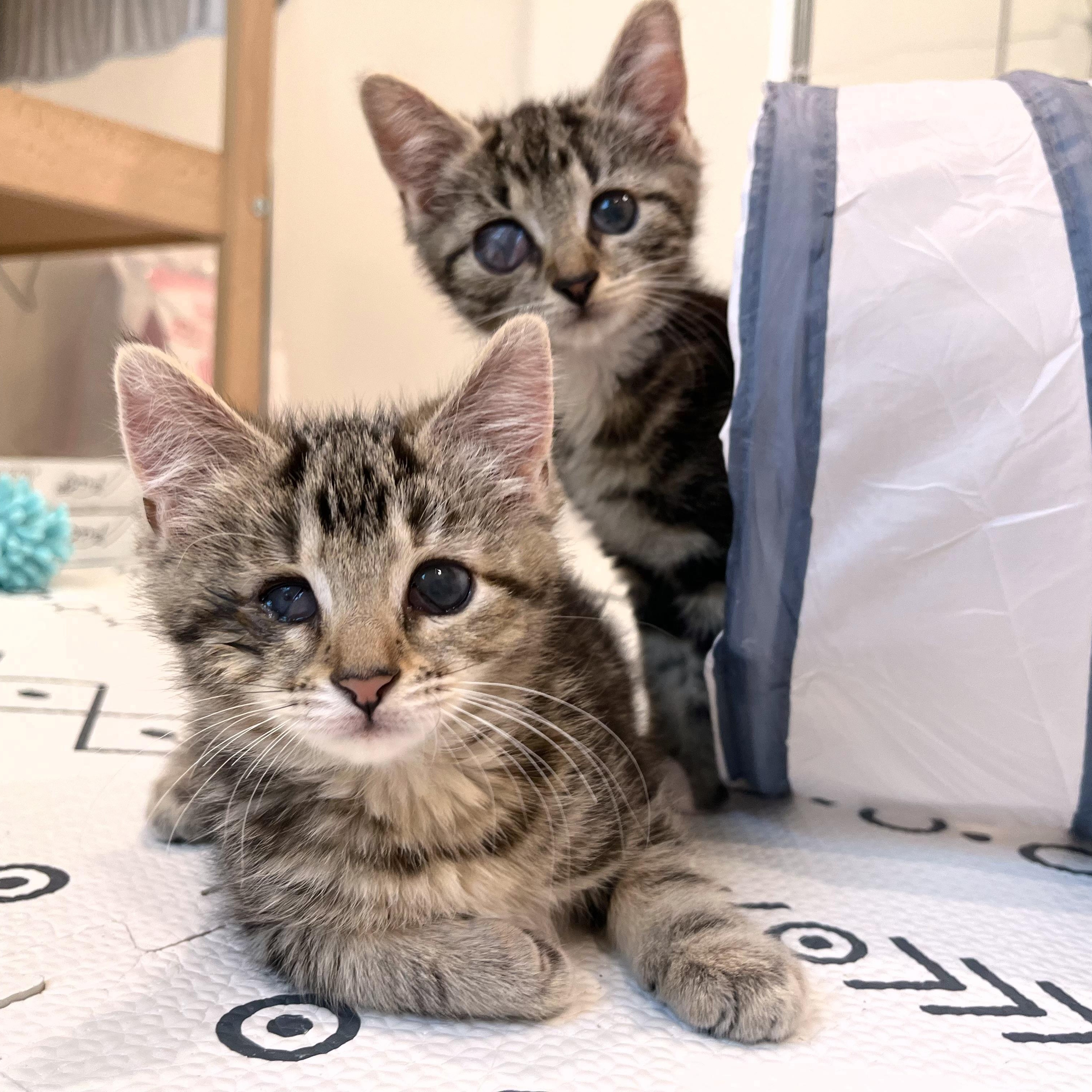 Enlarge Ollie & Ophelia (Bonded Pair), a ADOPTABLE Domestic Short Hair in Alexandria, VA image 6/6