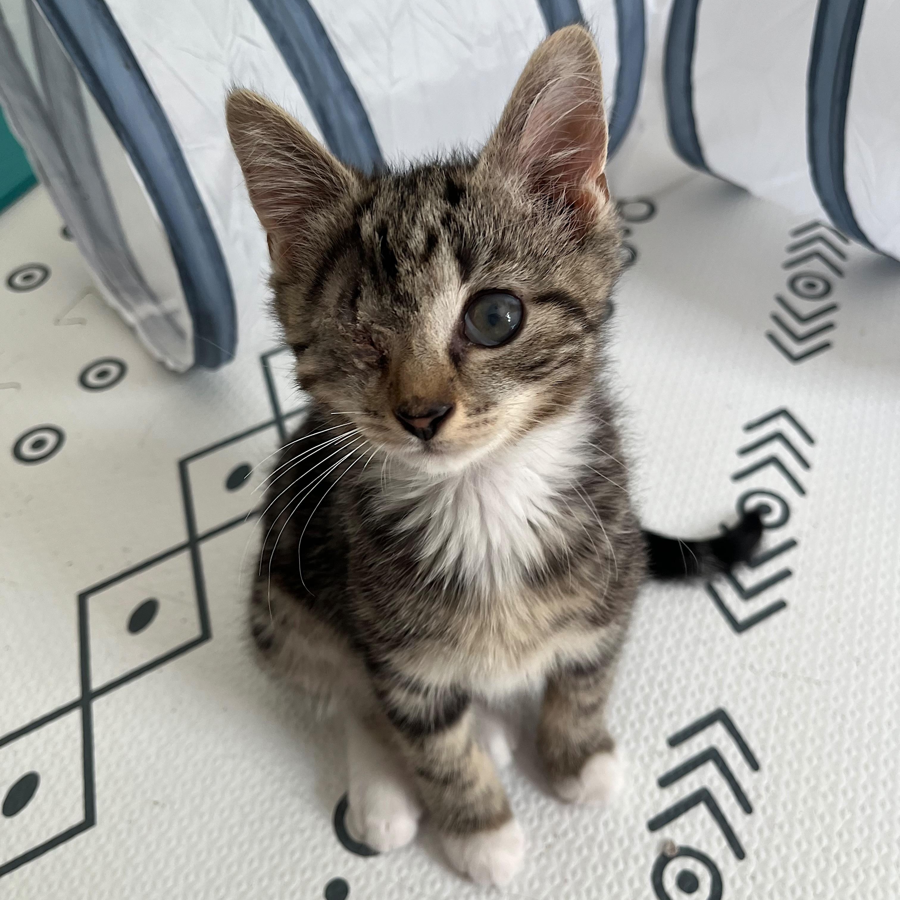 Enlarge Ollie & Ophelia (Bonded Pair), a ADOPTABLE Domestic Short Hair in Alexandria, VA image 3/6