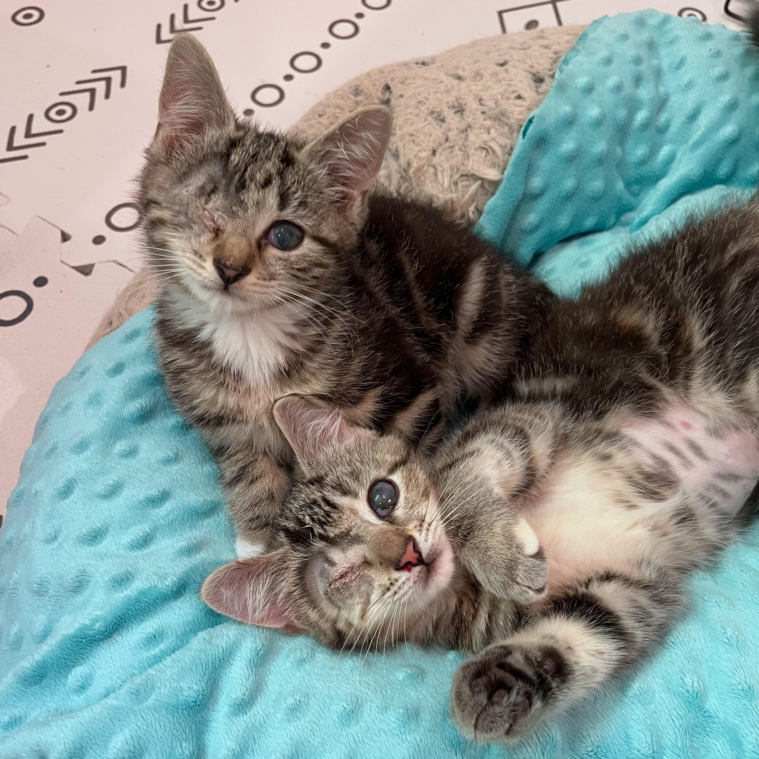 Enlarge Ollie & Ophelia (Bonded Pair), a ADOPTABLE Domestic Short Hair in Alexandria, VA image 2/6