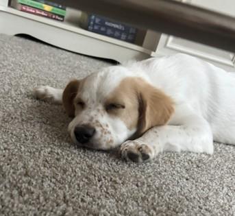 Enlarge Baron Von Furry Pants 51596, an adopted Mixed Breed in Oklahoma City, OK image 3/3