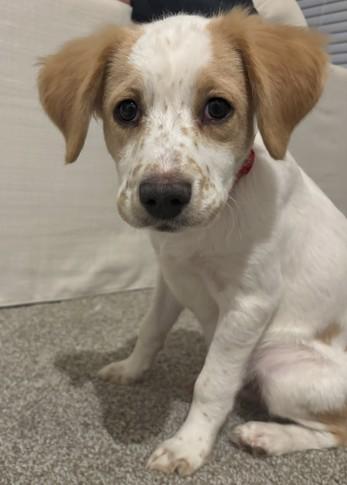 Baron Von Furry Pants 51596, ADOPTABLE, Puppy Male Mixed Breed.