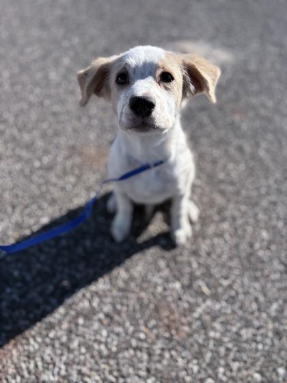 Enlarge Baron Von Furry Pants 51596, an adopted Mixed Breed in Oklahoma City, OK image 2/3
