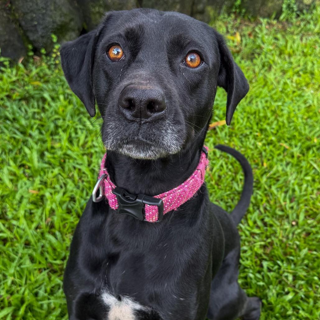 Mele, Adoptable, Adult Female Black Labrador Retriever & Mixed Breed.