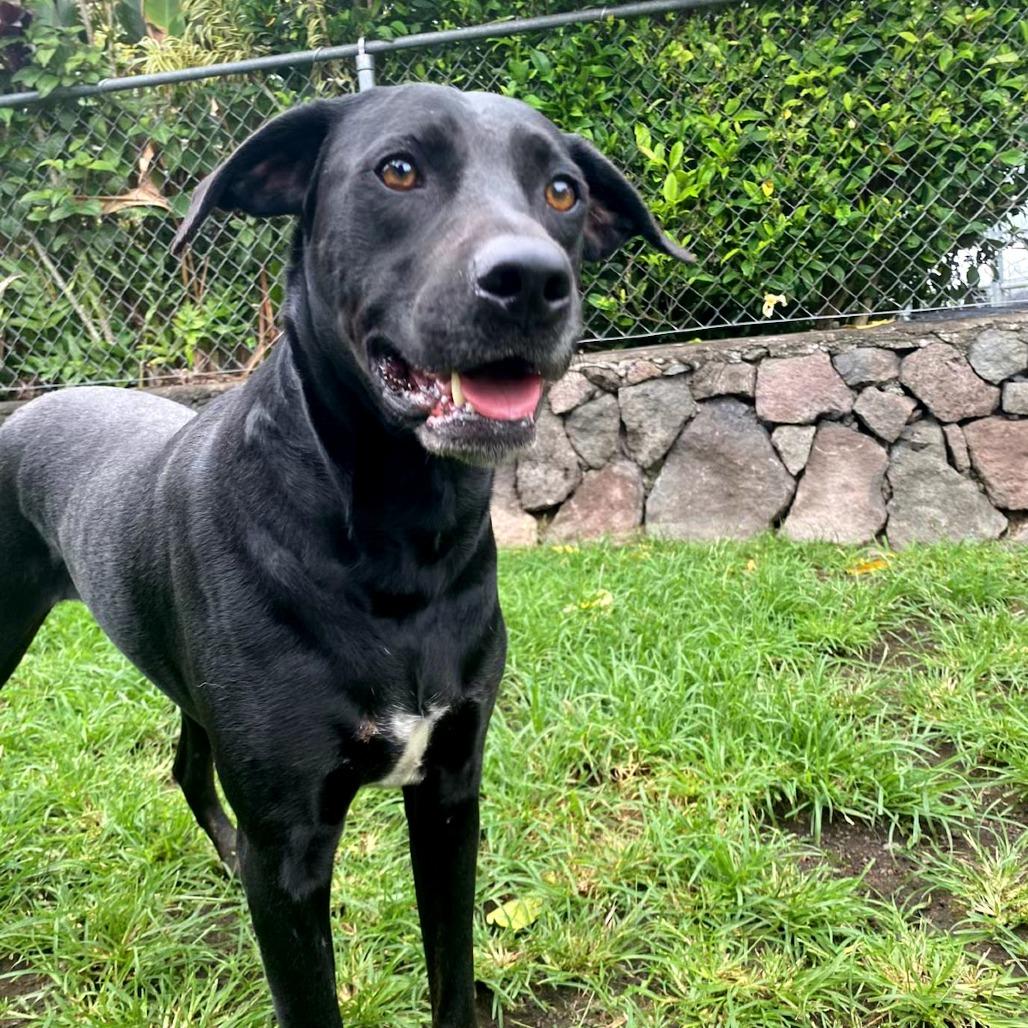 Mele, Adoptable, Adult Female Black Labrador Retriever & Mixed Breed.