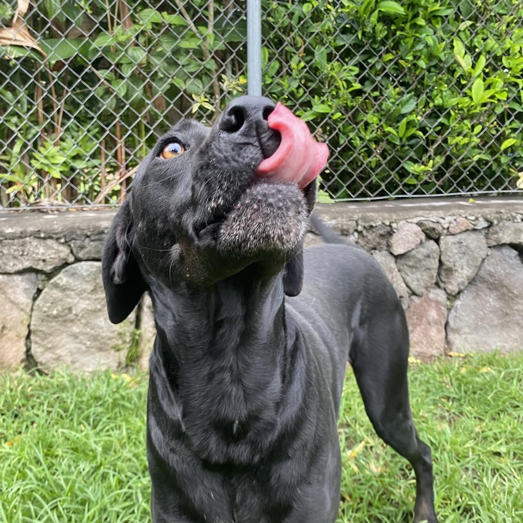 Mele, a Adoptable mixed breed in Keaau, HI image 2/4