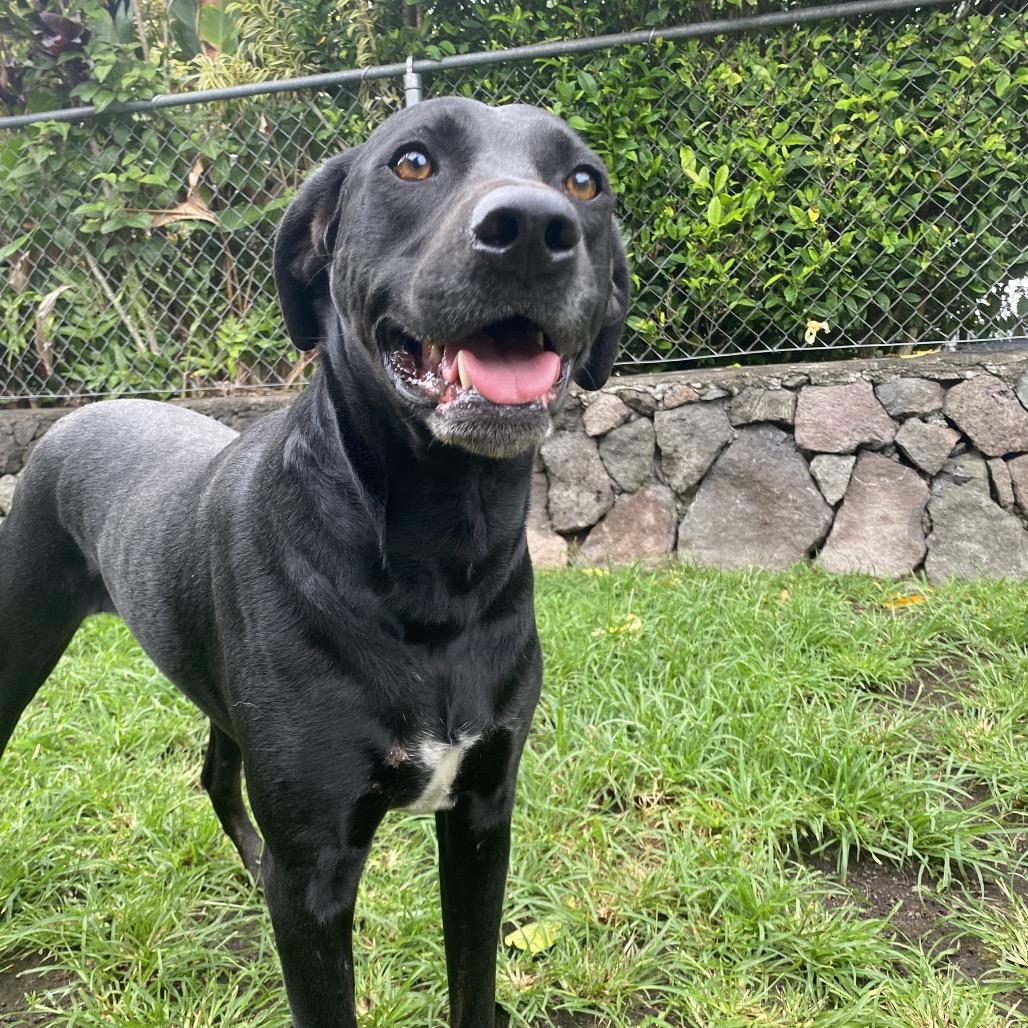 Mele, a Adoptable mixed breed in Keaau, HI image 3/4