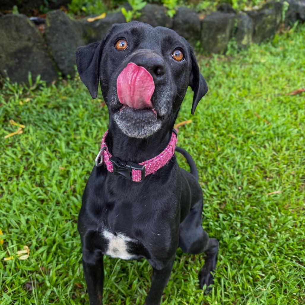 Enlarge Mele, a Adoptable mixed breed in Keaau, HI image 5/6