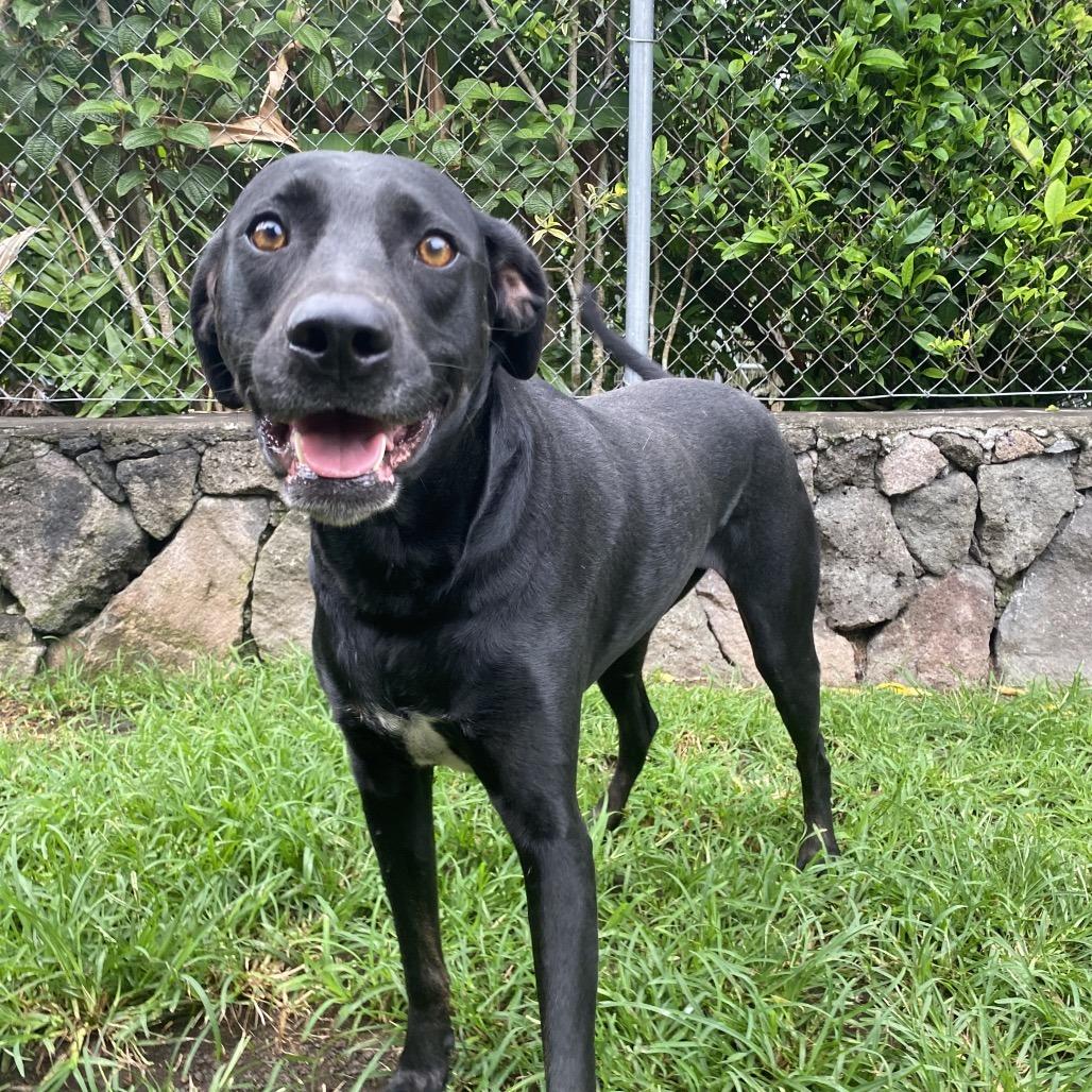 Mele, a Adoptable mixed breed in Keaau, HI image 4/4