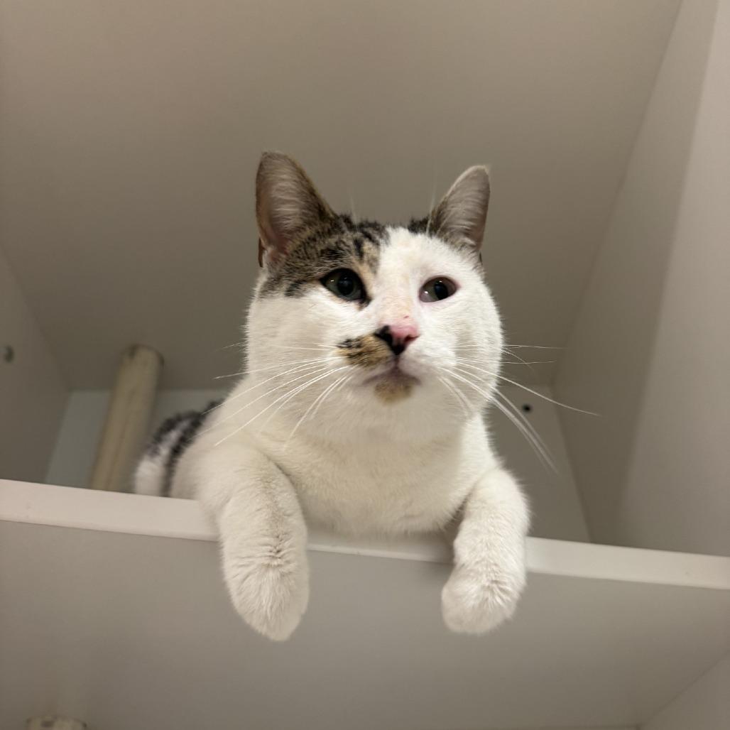 Enlarge S'mores, a Adoptable Domestic Short Hair in Buellton, CA image 1/1