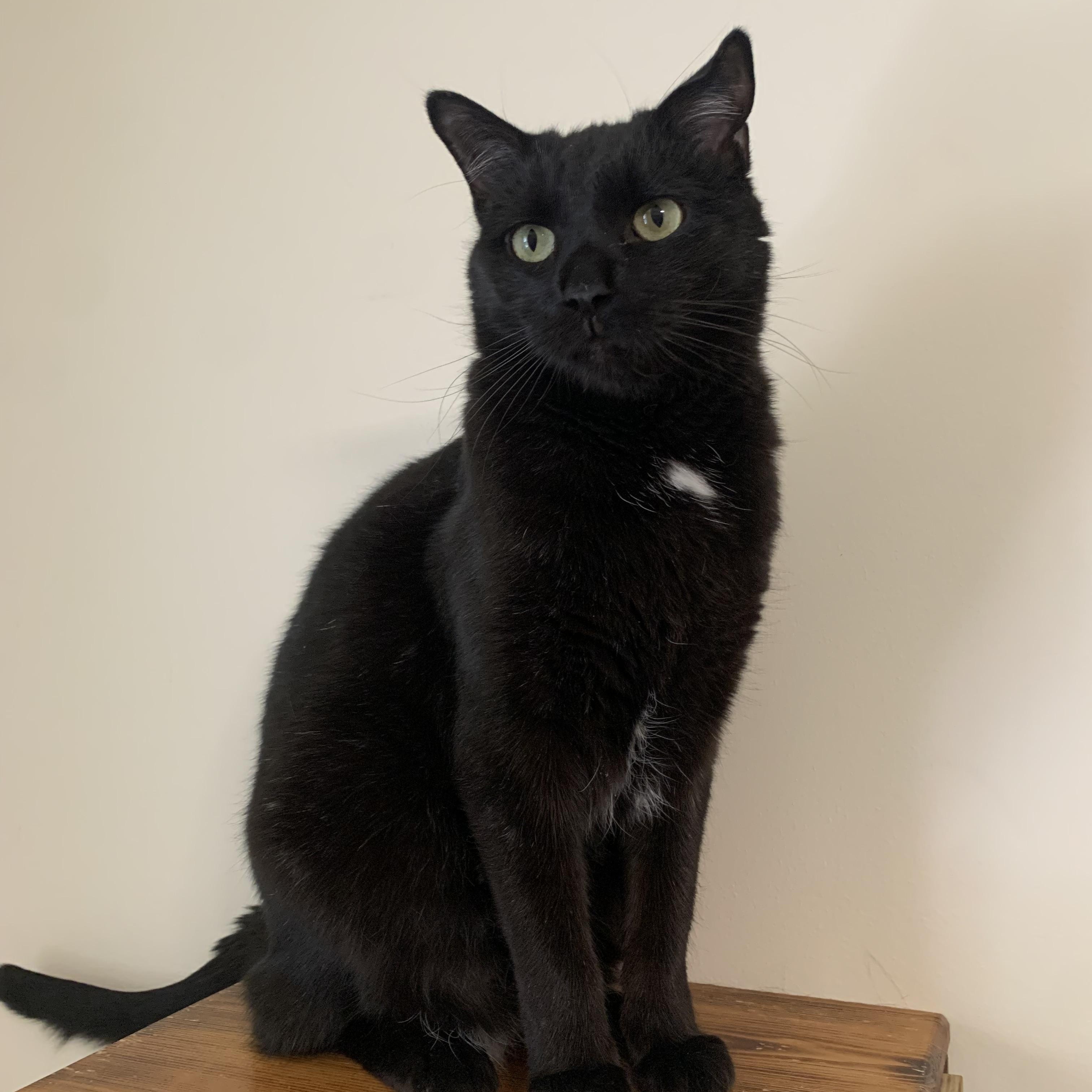 Trixie, a Adoptable Domestic Short Hair in Lincoln, IL image 1/2