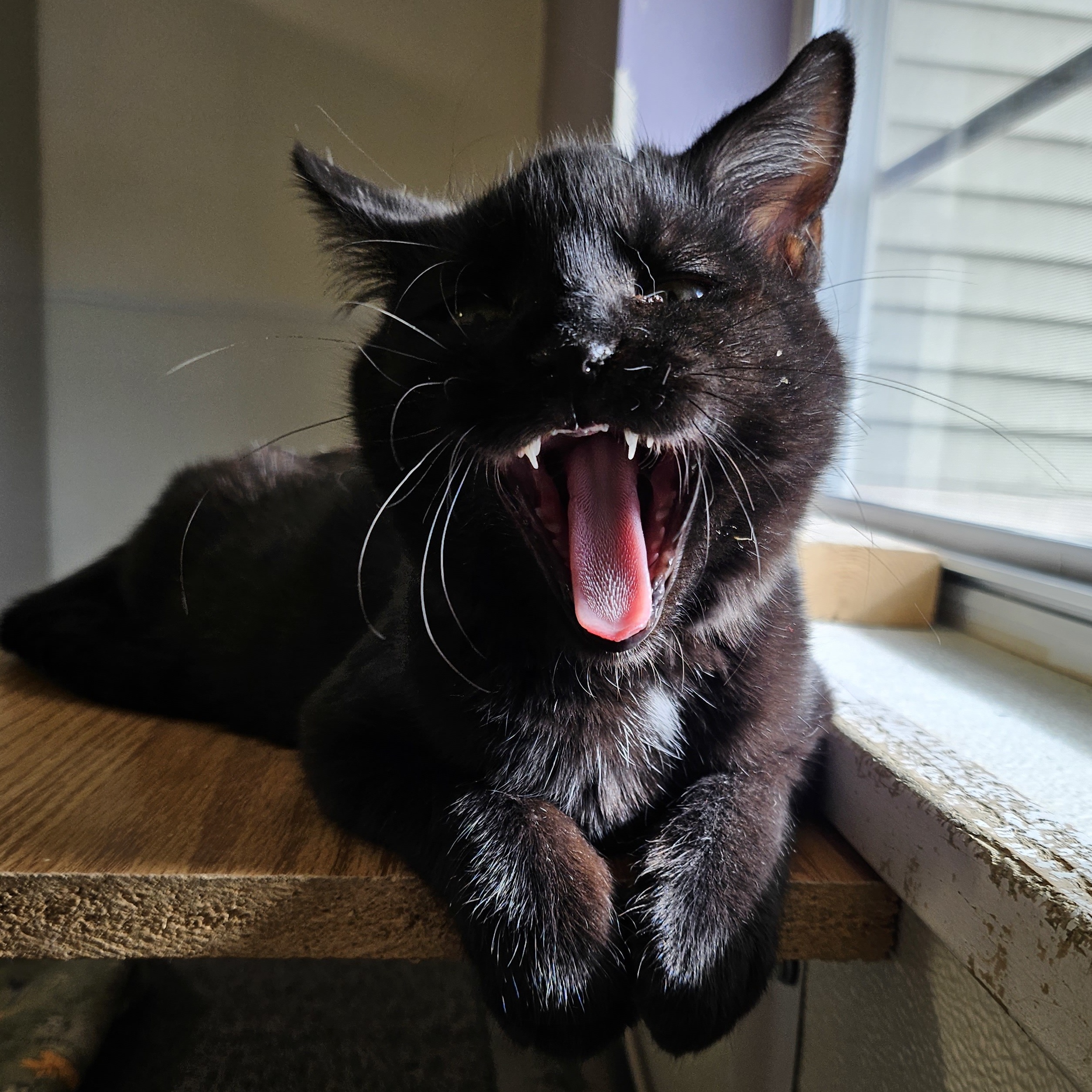 Trixie, a Adoptable Domestic Short Hair in Lincoln, IL image 2/2