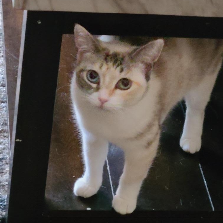 Cielo (1 year) foster to adopt, I’m shy!, a Adoptable Domestic Short Hair in Los Angeles, CA image 2/4