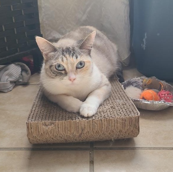 Cielo (1 year) foster to adopt, I’m shy!, a Adoptable Domestic Short Hair in Los Angeles, CA image 1/4