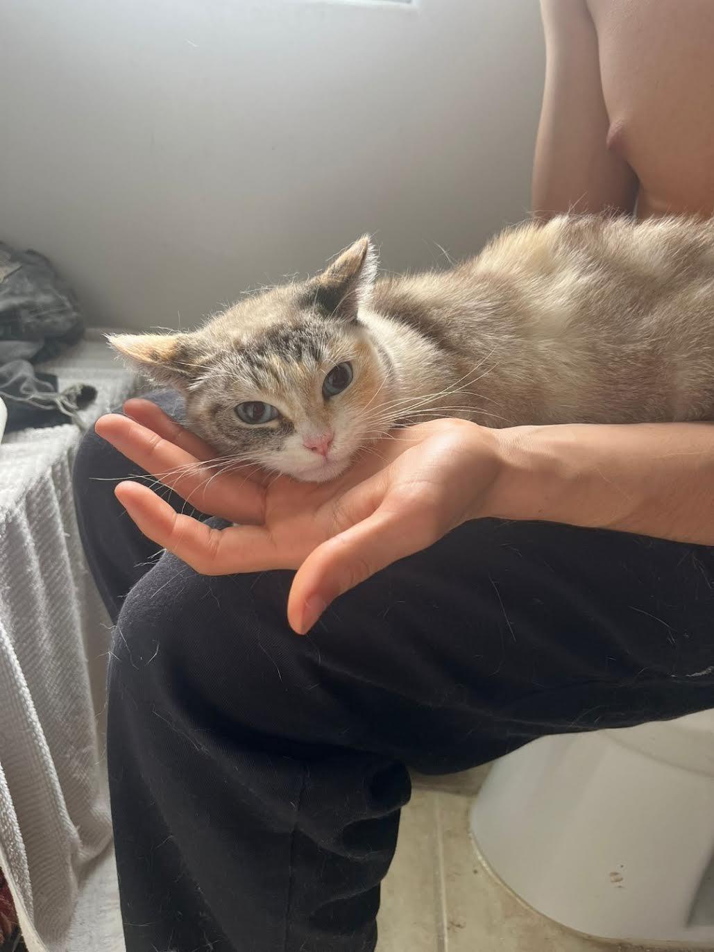 Cielo (1 year) foster to adopt, I’m shy!, a Adoptable Domestic Short Hair in Los Angeles, CA image 3/4