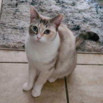 Cielo (1 year) foster to adopt, I’m shy!, a Adoptable Domestic Short Hair in Los Angeles, CA image 4/4