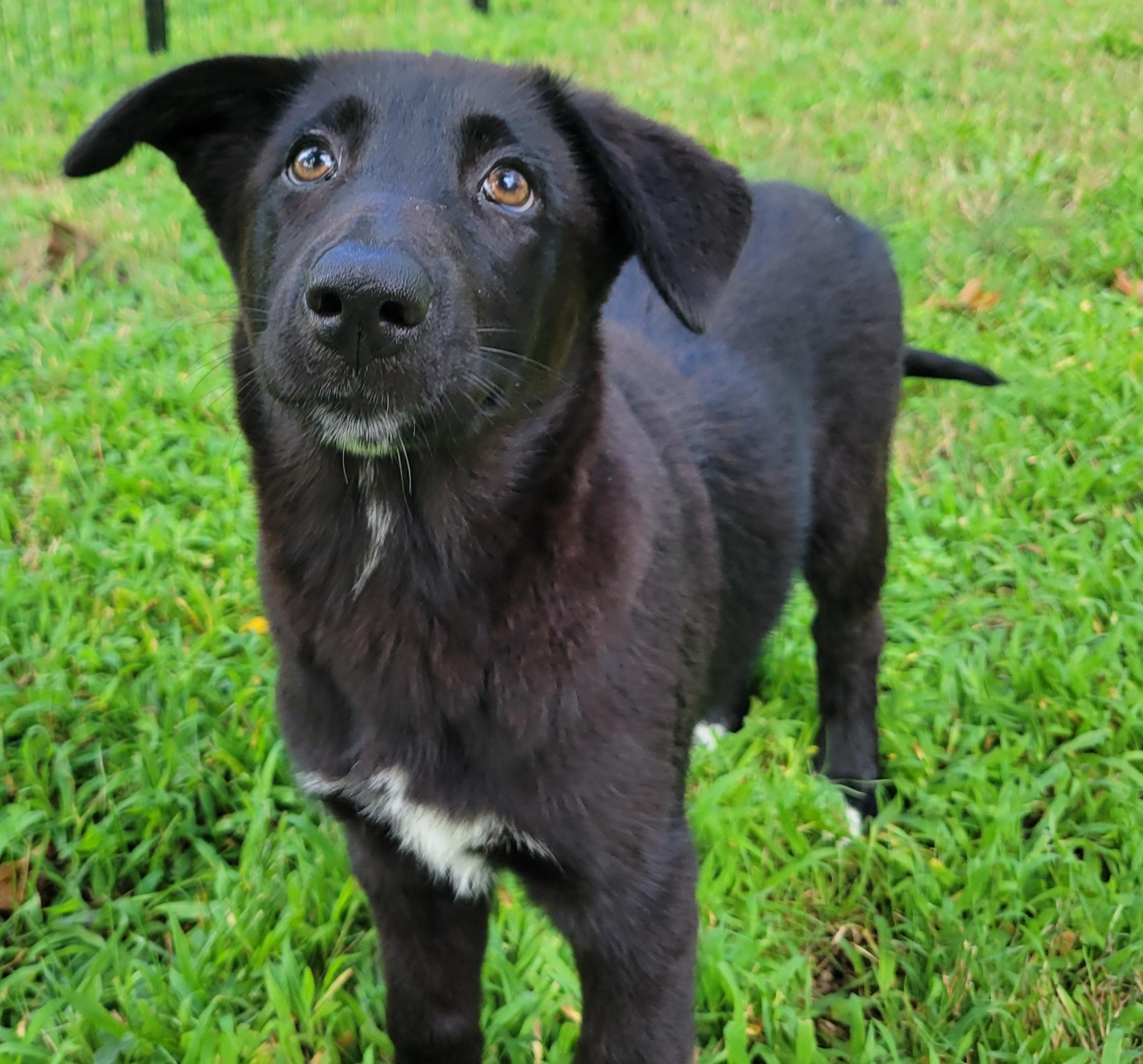 Peaches, a ADOPTABLE mixed breed in Elwood, NJ image 4/5