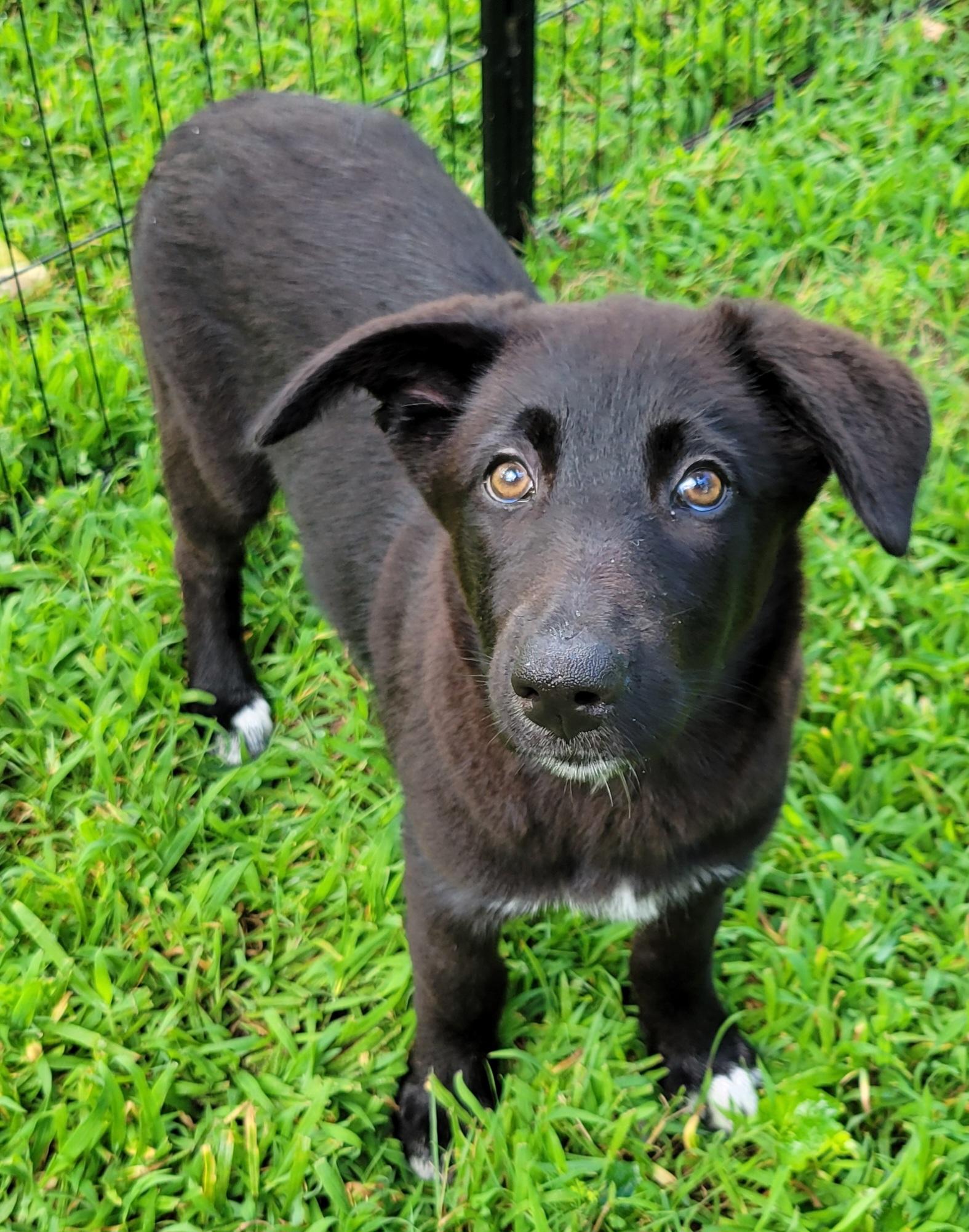 Peaches, a ADOPTABLE mixed breed in Elwood, NJ image 2/5