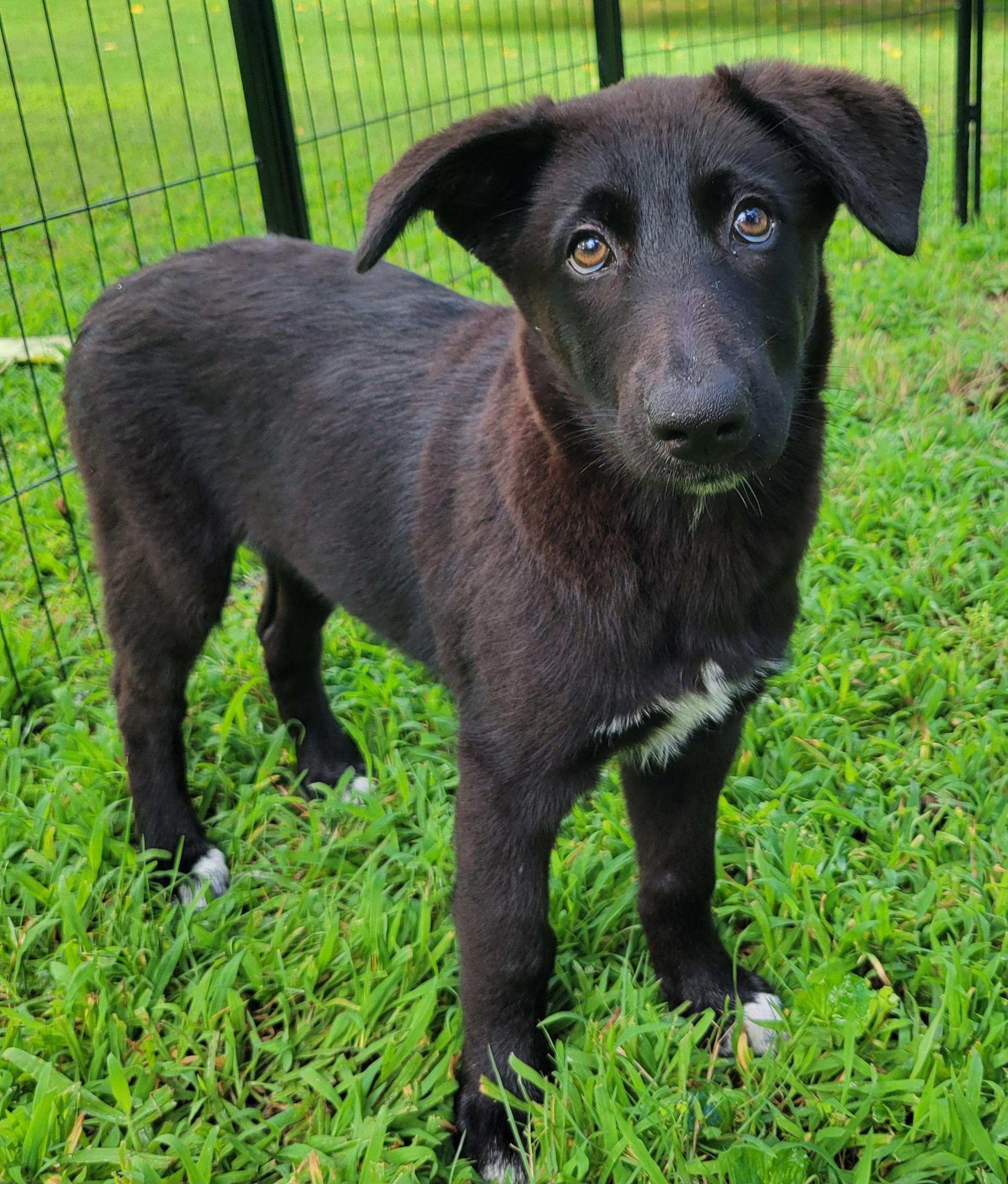 Peaches, ADOPTABLE, Puppy Female German Shepherd Dog & Retriever.