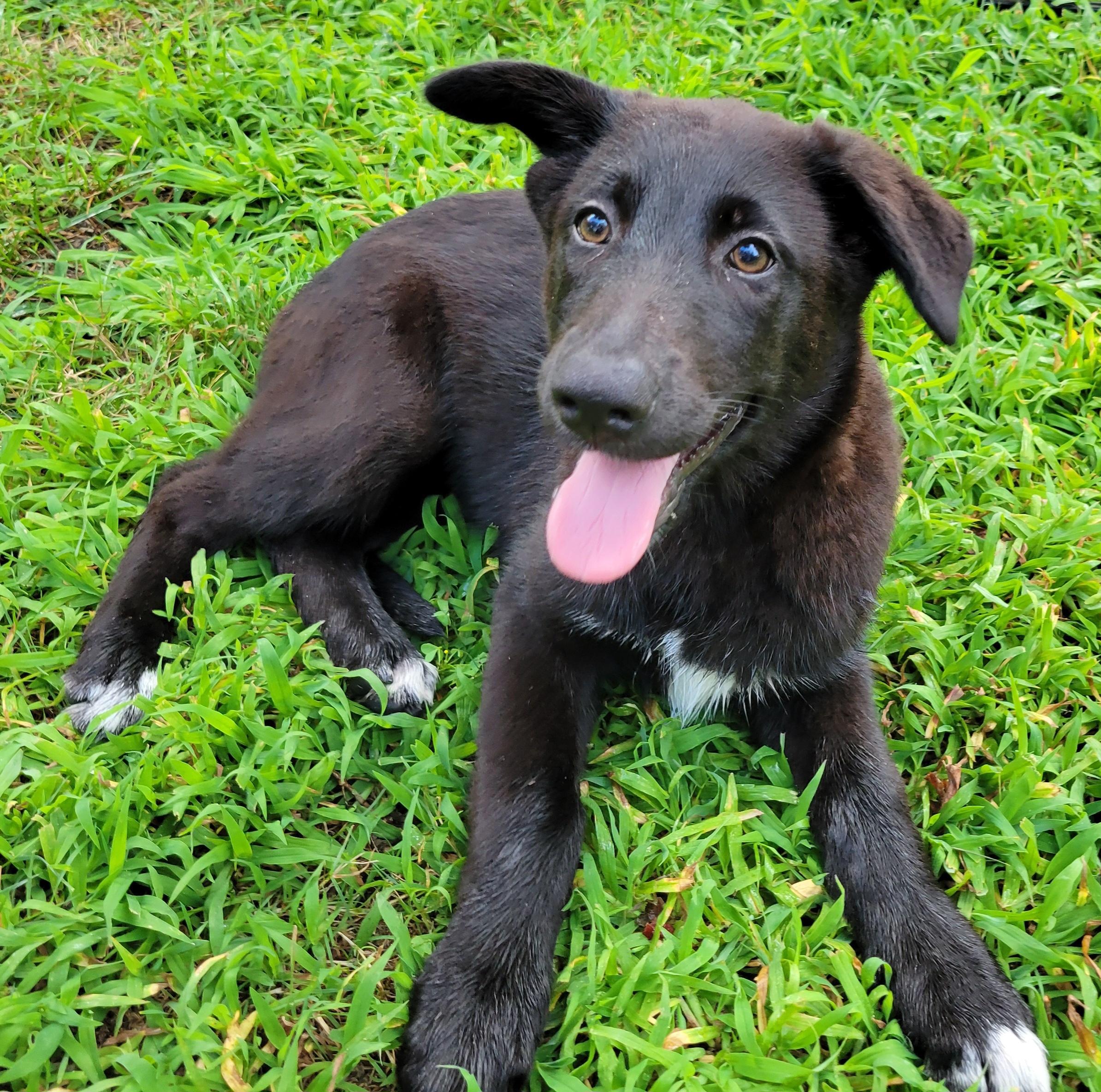 Peaches, a ADOPTABLE mixed breed in Elwood, NJ image 3/5