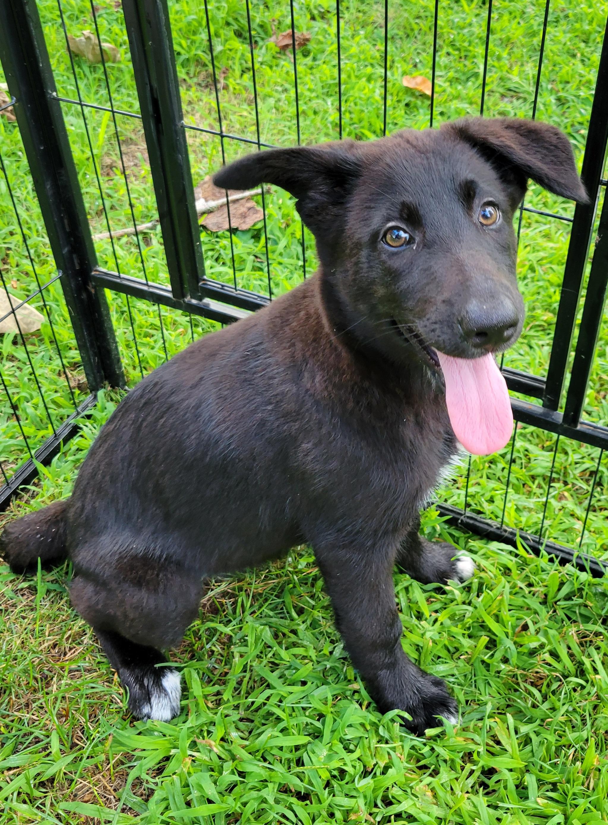 Peaches, a ADOPTABLE mixed breed in Elwood, NJ image 5/5