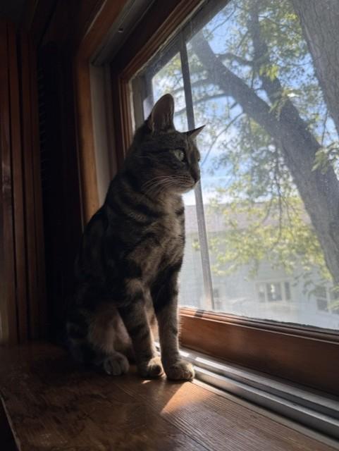 GIA, a Adoptable mixed breed in Niagara on the Lake, ON image 2/4