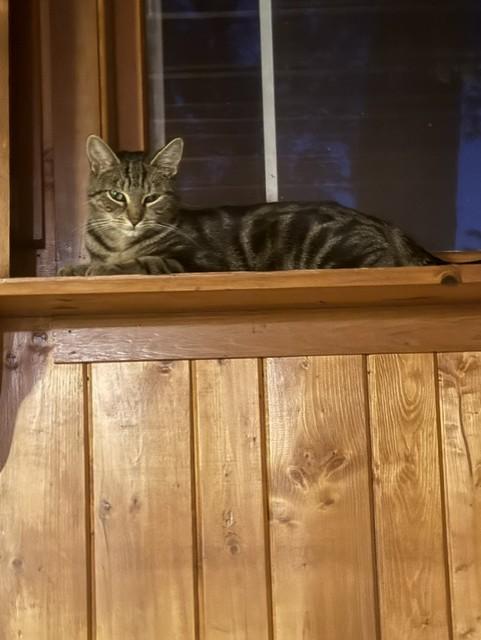 GIA, a Adoptable mixed breed in Niagara on the Lake, ON image 3/4