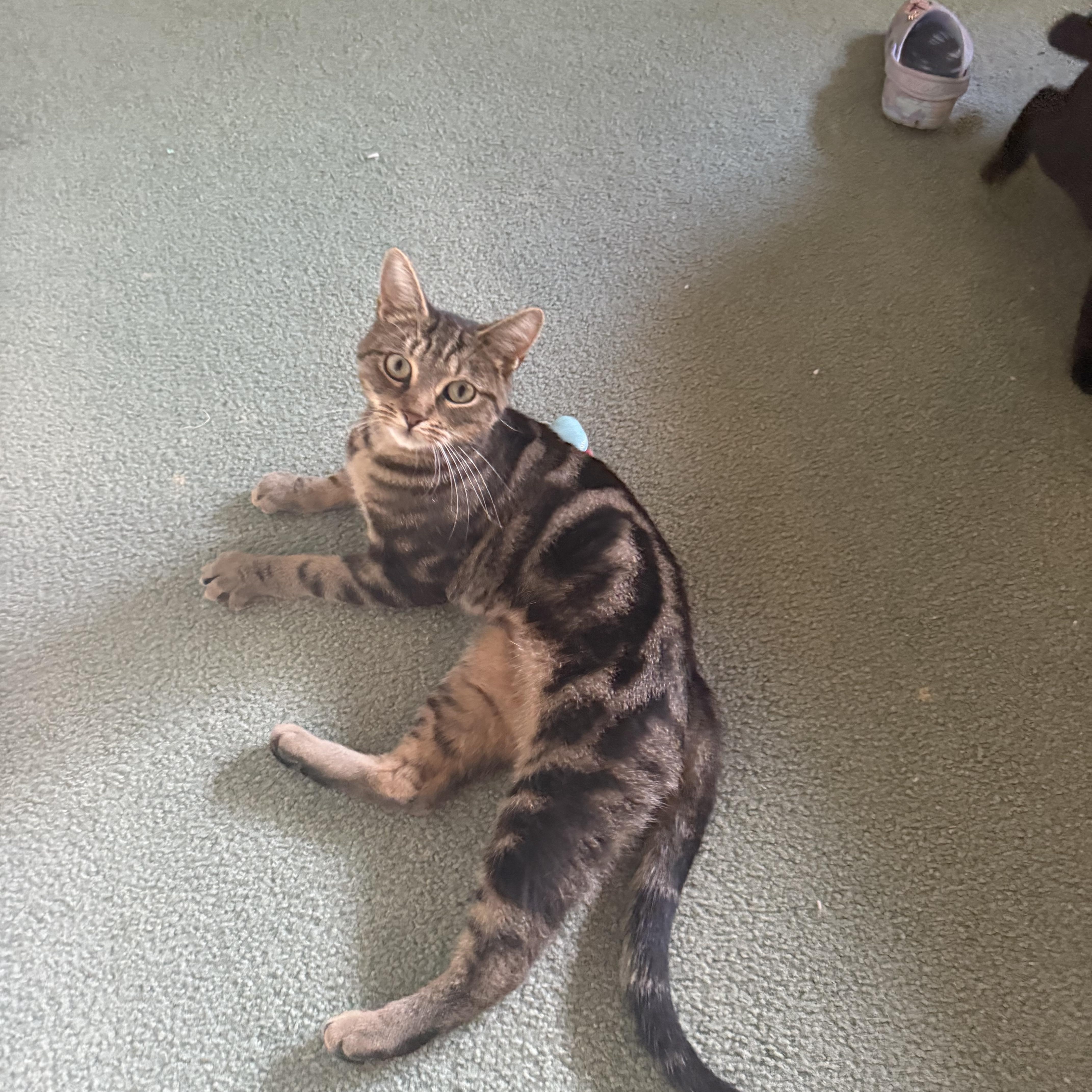 GIA, Adoptable, Young Female Bengal & Tabby.