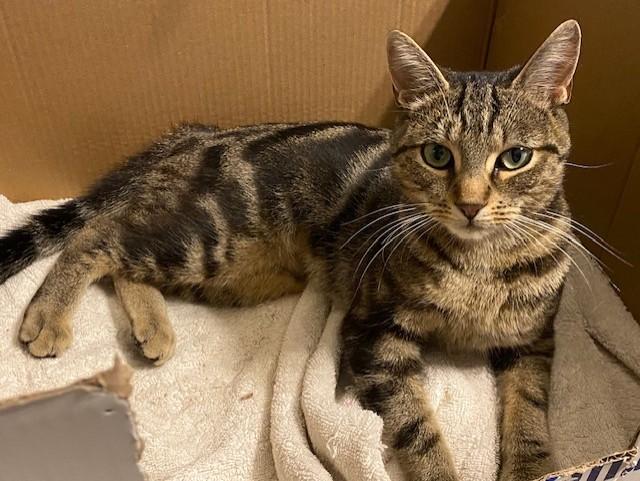 GIA, a Adoptable mixed breed in Niagara on the Lake, ON image 4/4