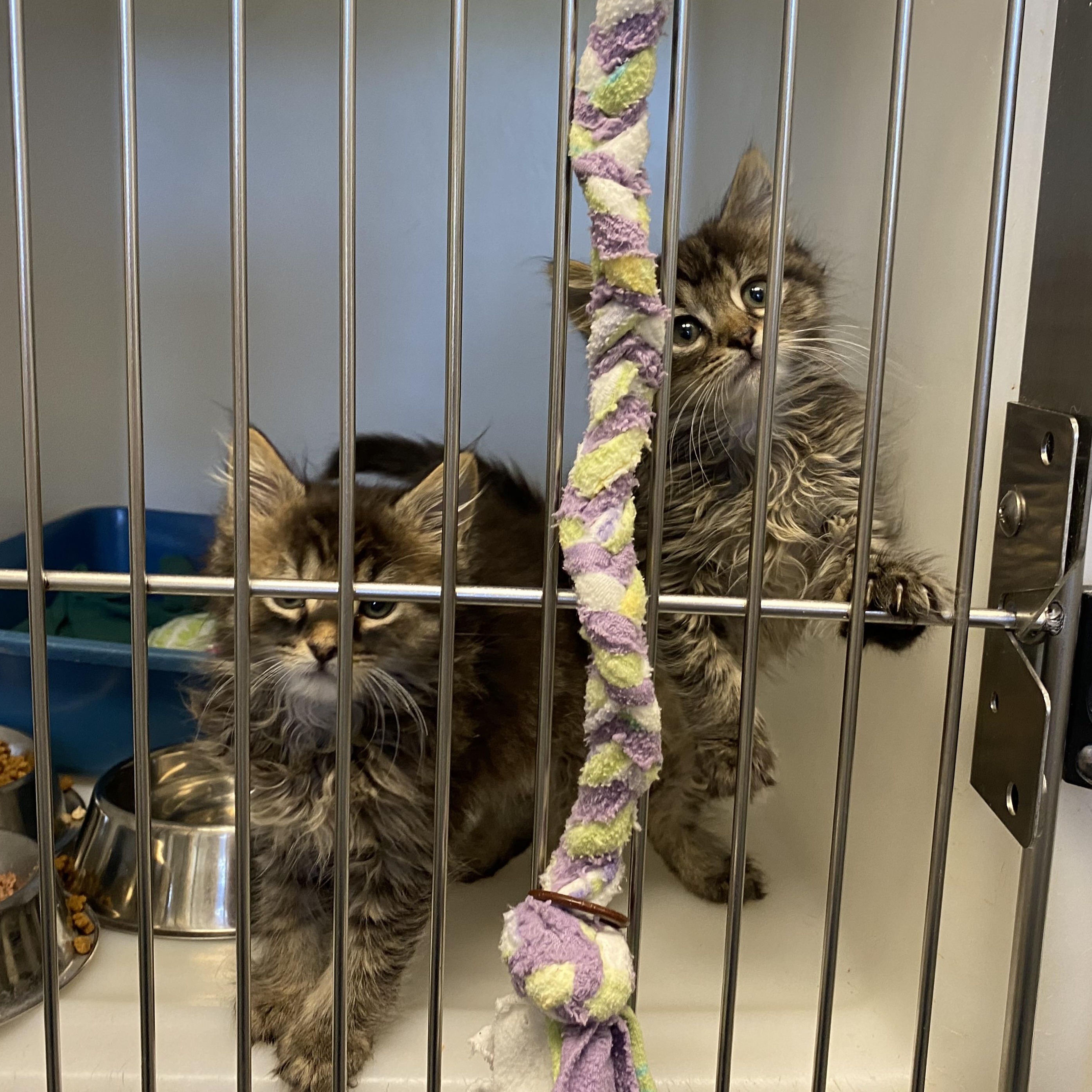 Tom and Jerry, a ADOPTABLE Domestic Medium Hair in King George, VA image 2/3