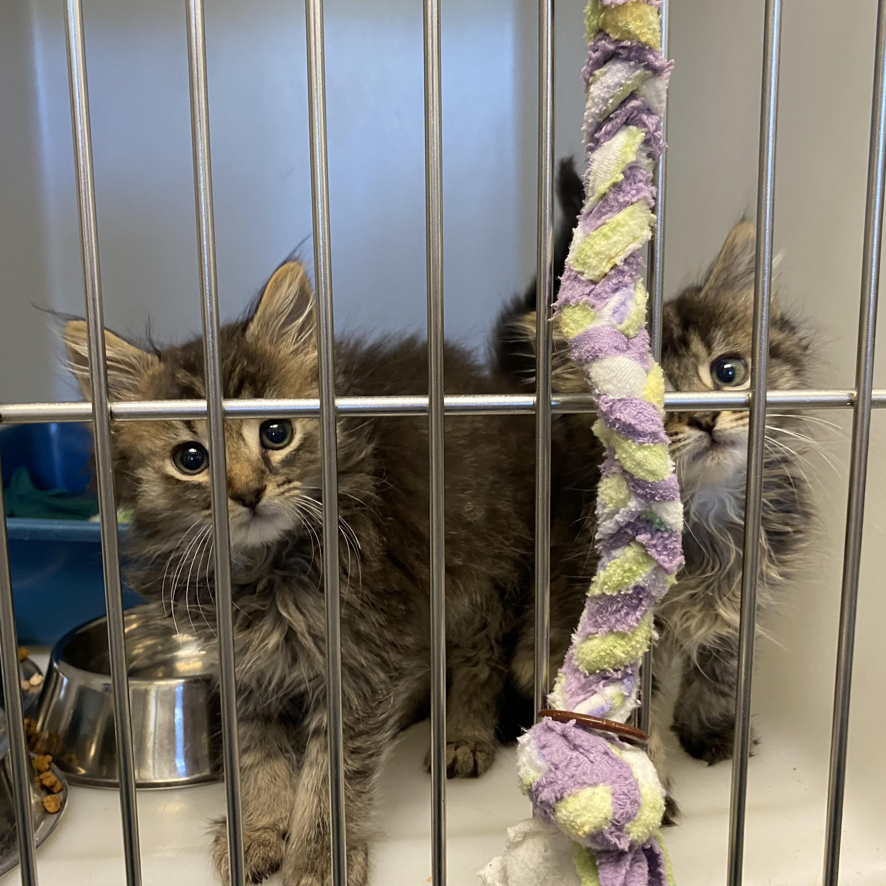 Tom and Jerry, a ADOPTABLE Domestic Medium Hair in King George, VA image 3/3