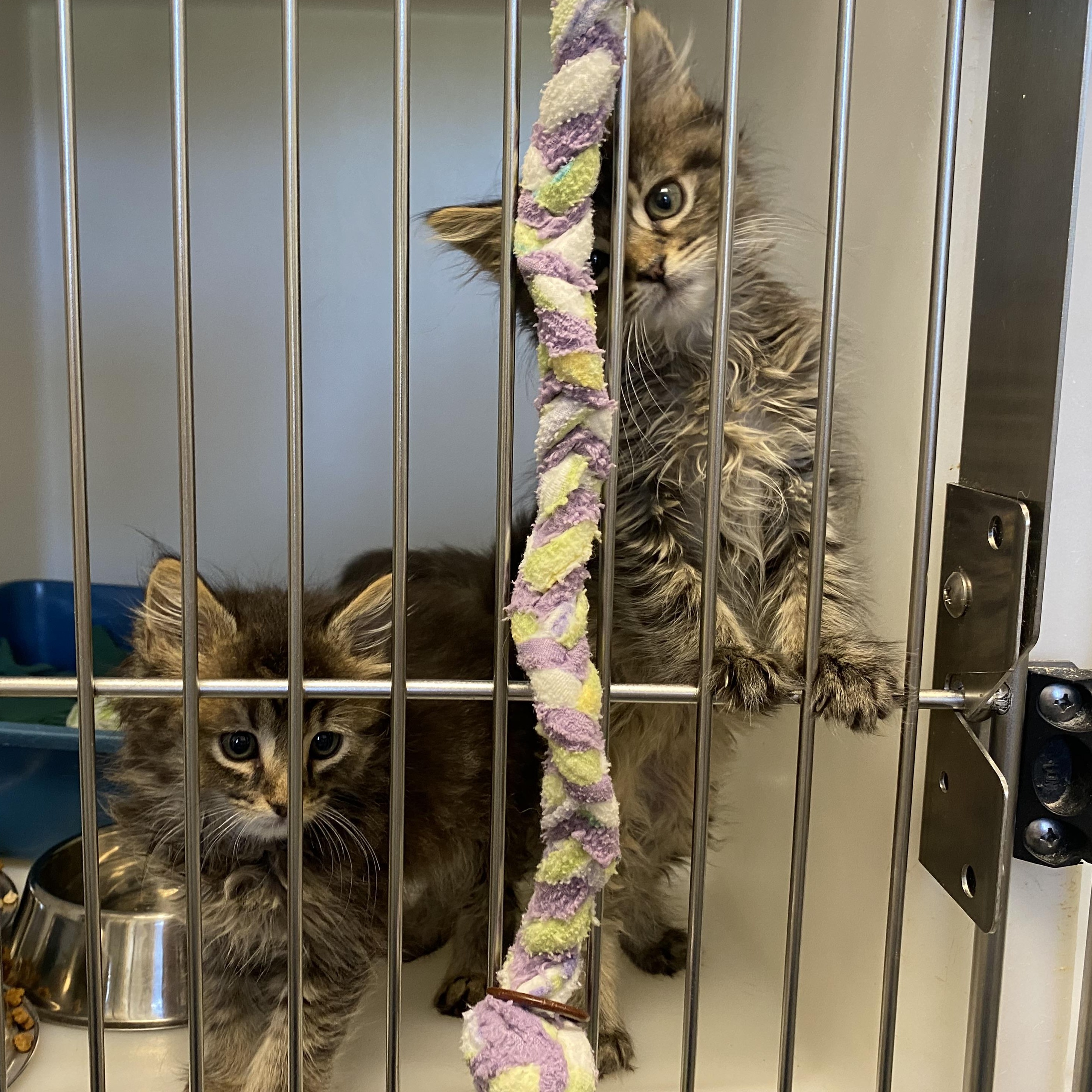 Tom and Jerry, a ADOPTABLE Domestic Medium Hair in King George, VA image 1/3