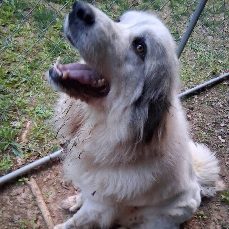 Brittany, an adopted Great Pyrenees in Cumberland , VA image 2/3