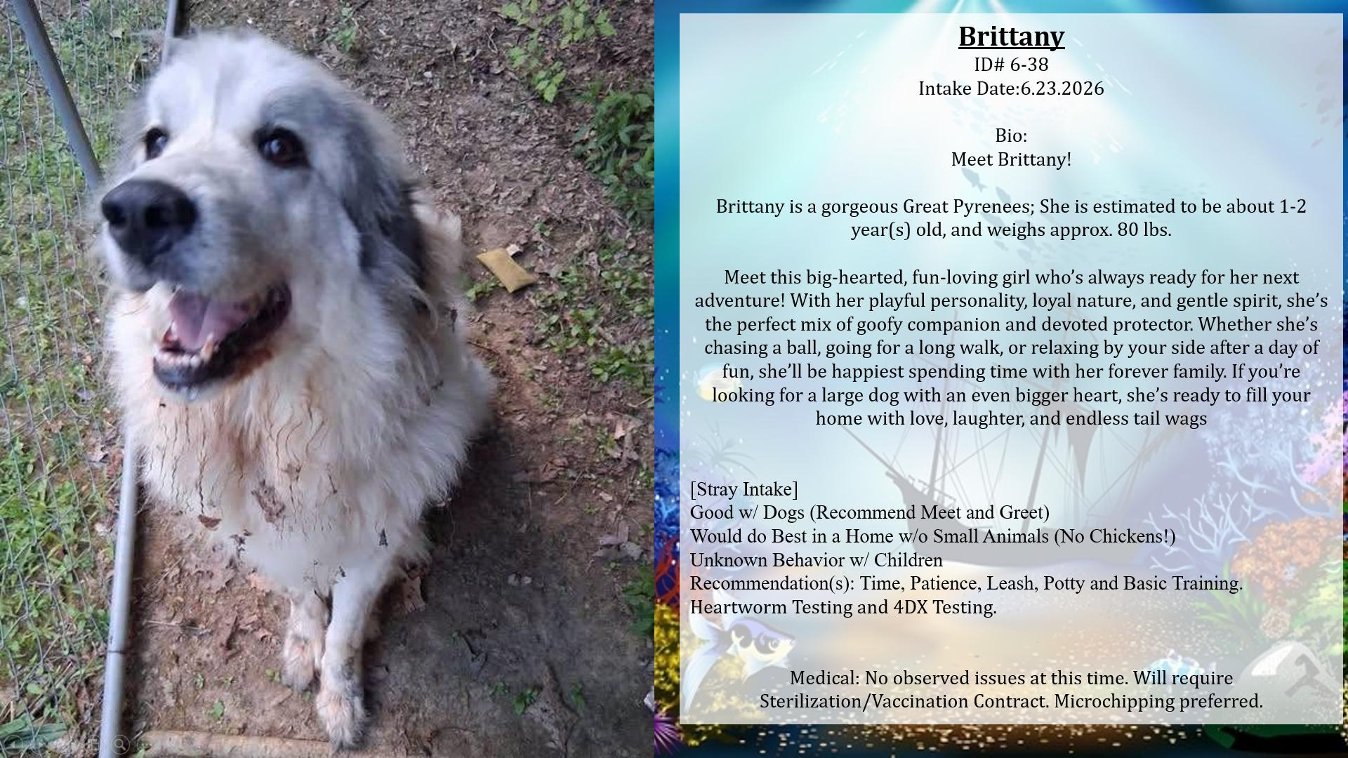 Brittany, an adopted Great Pyrenees in Cumberland , VA image 3/3