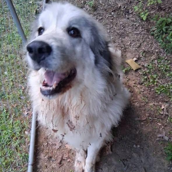 Brittany, an adopted Great Pyrenees in Cumberland , VA image 1/3