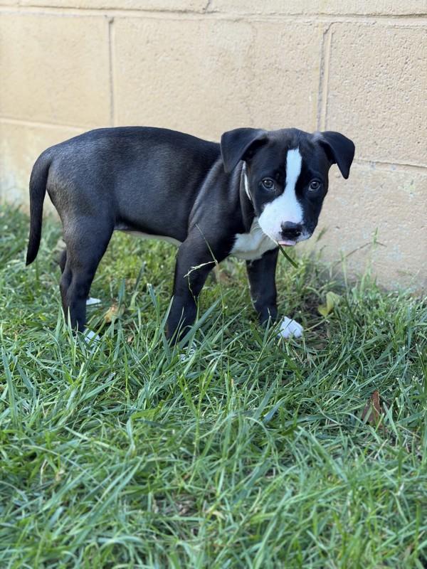 Enlarge Zara, a Adoptable mixed breed in Novato, CA image 1/1