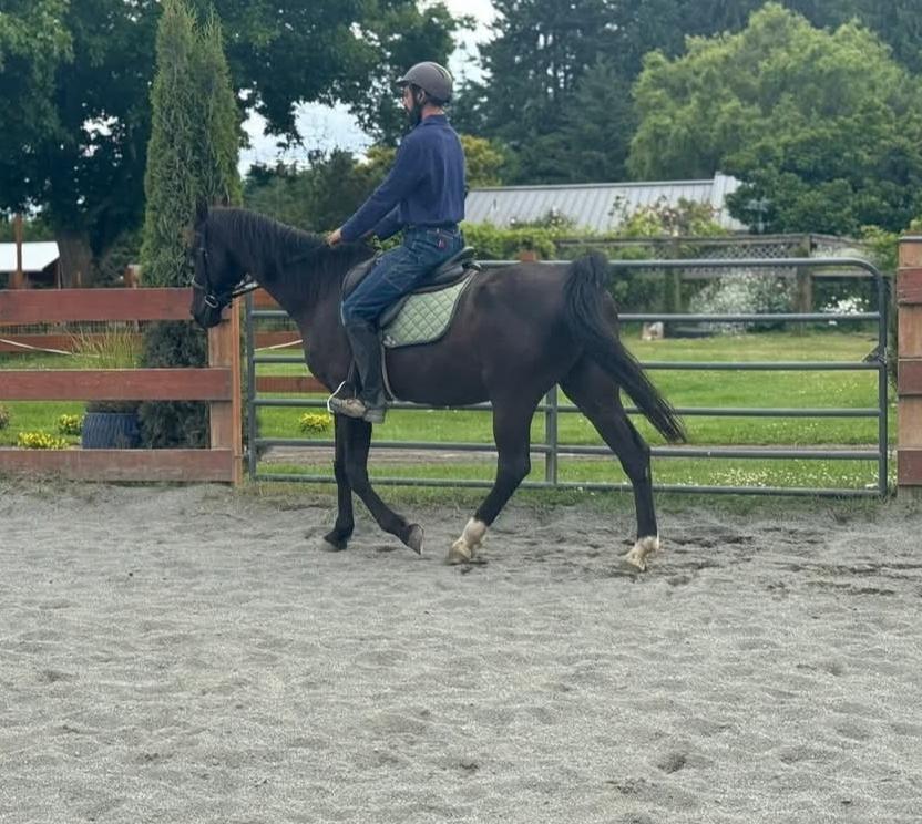 Enlarge Scottie, a Adopted Saddlebred in Sequim, WA image 2/4