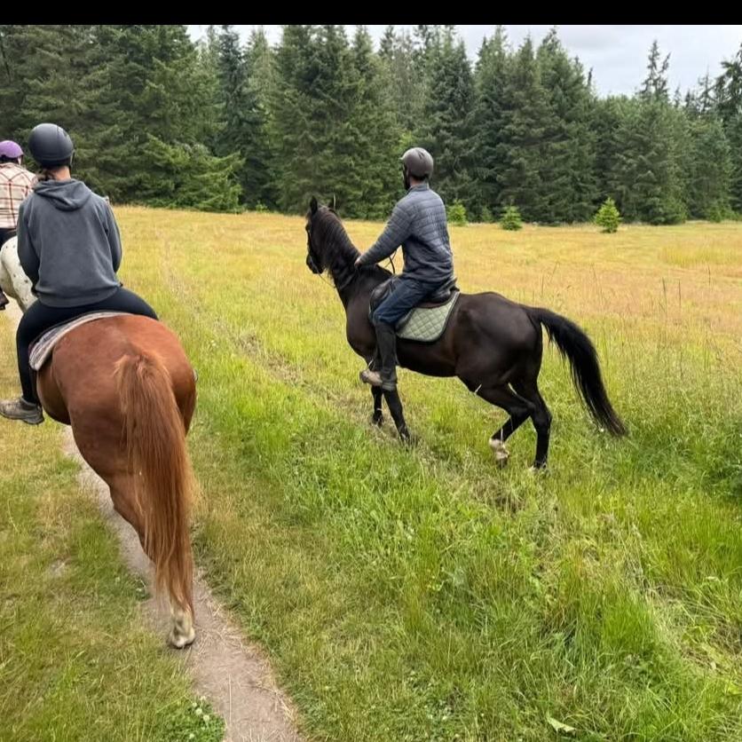 Enlarge Scottie, a Adopted Saddlebred in Sequim, WA image 3/4
