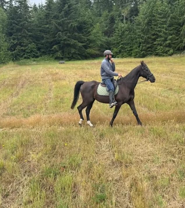Enlarge Scottie, a Adopted Saddlebred in Sequim, WA image 4/4