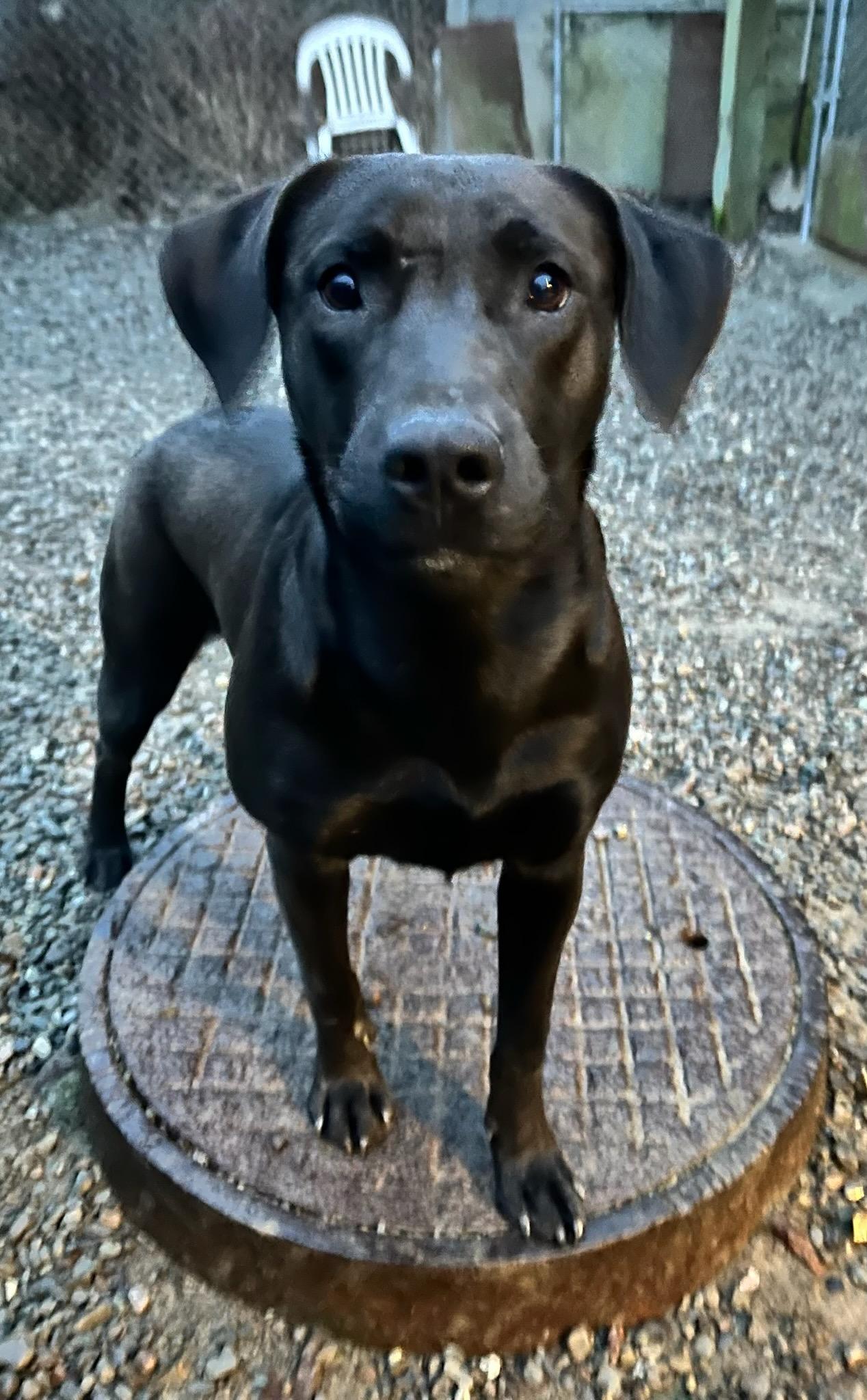 Enlarge Ellie, an adoptable mixed breed in Kellogg, ID image 4/4