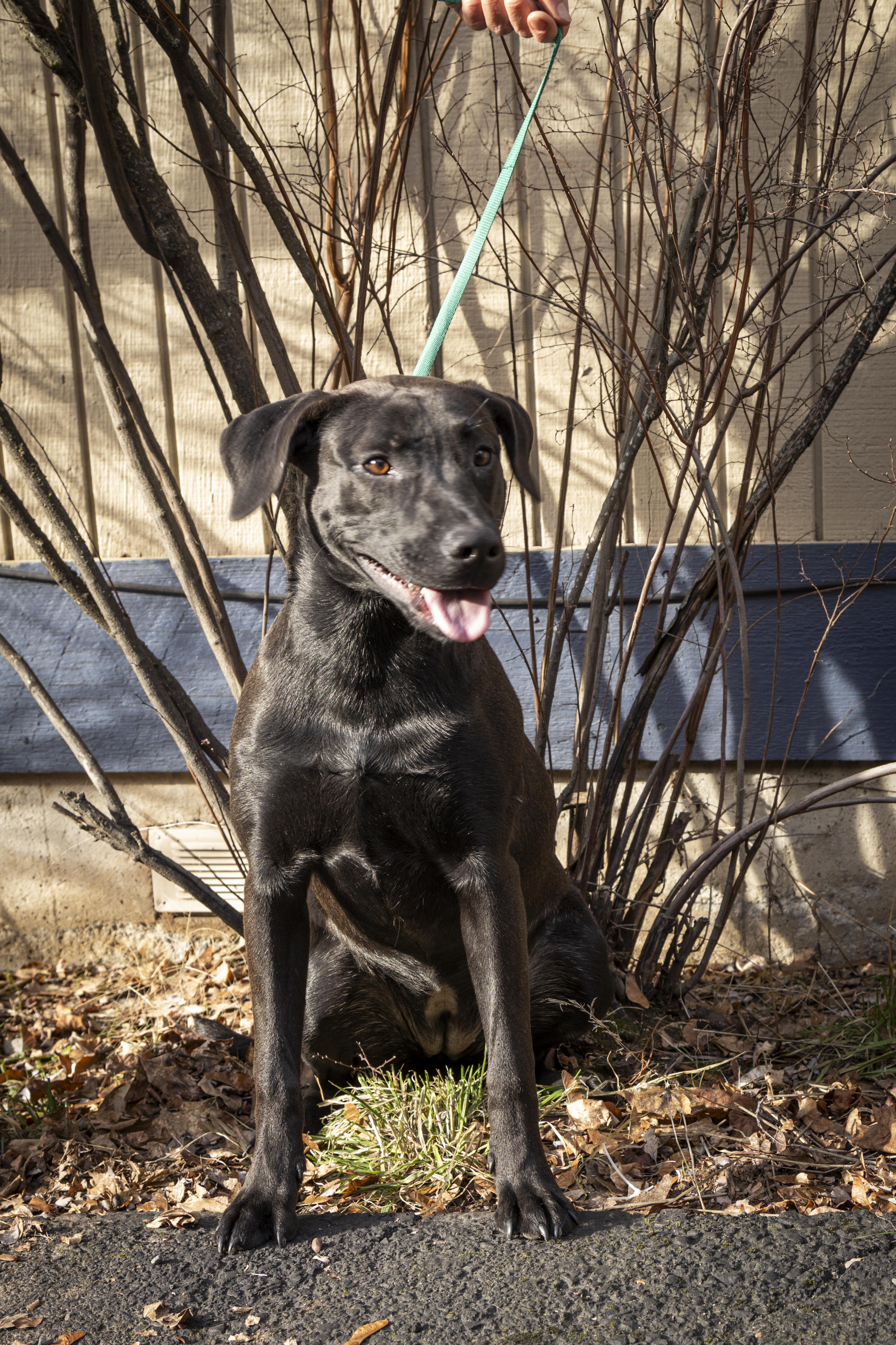 Ellie, adoptable, Young Female Black Labrador Retriever.
