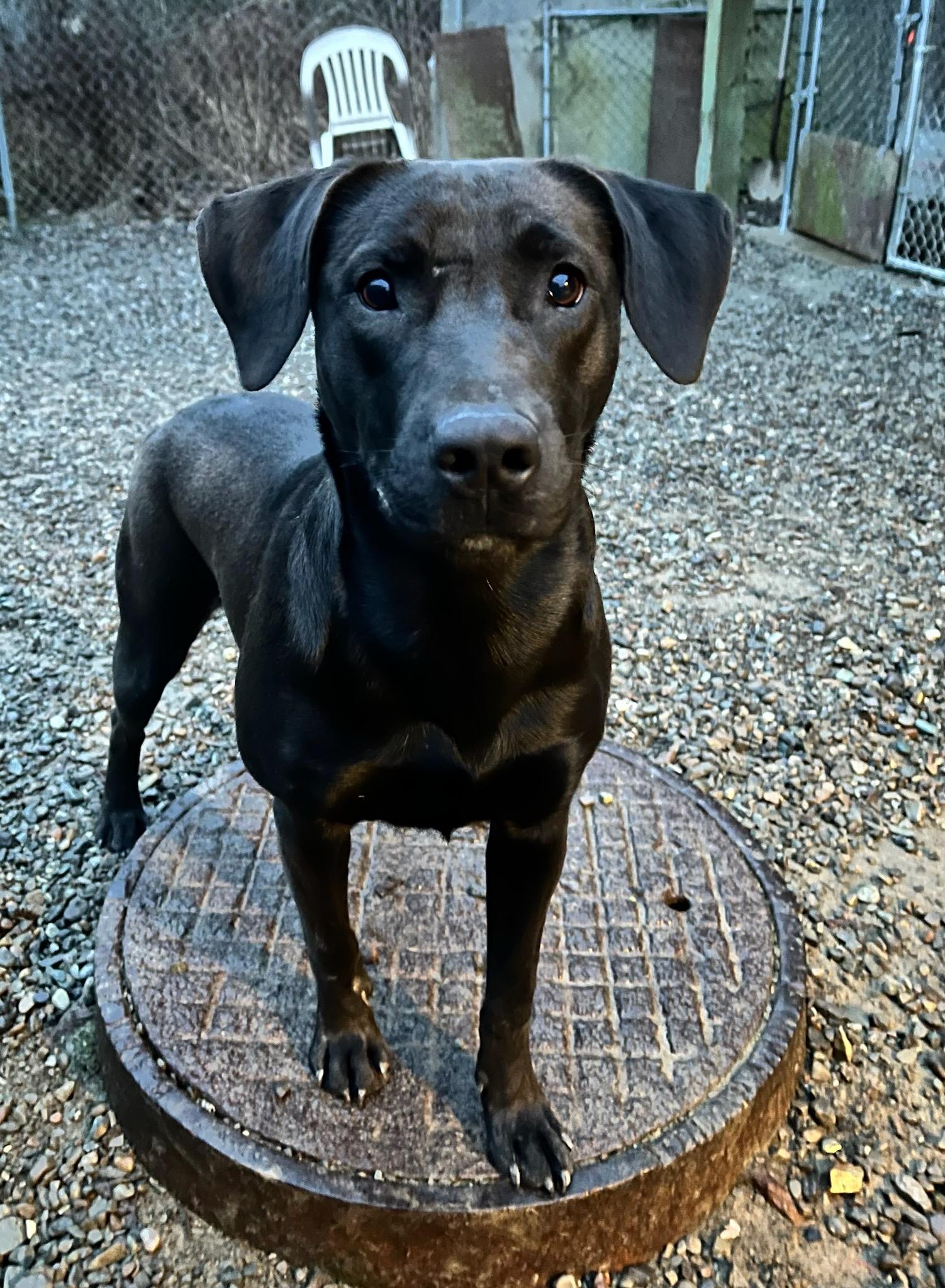 Enlarge Ellie, an adoptable mixed breed in Kellogg, ID image 3/4