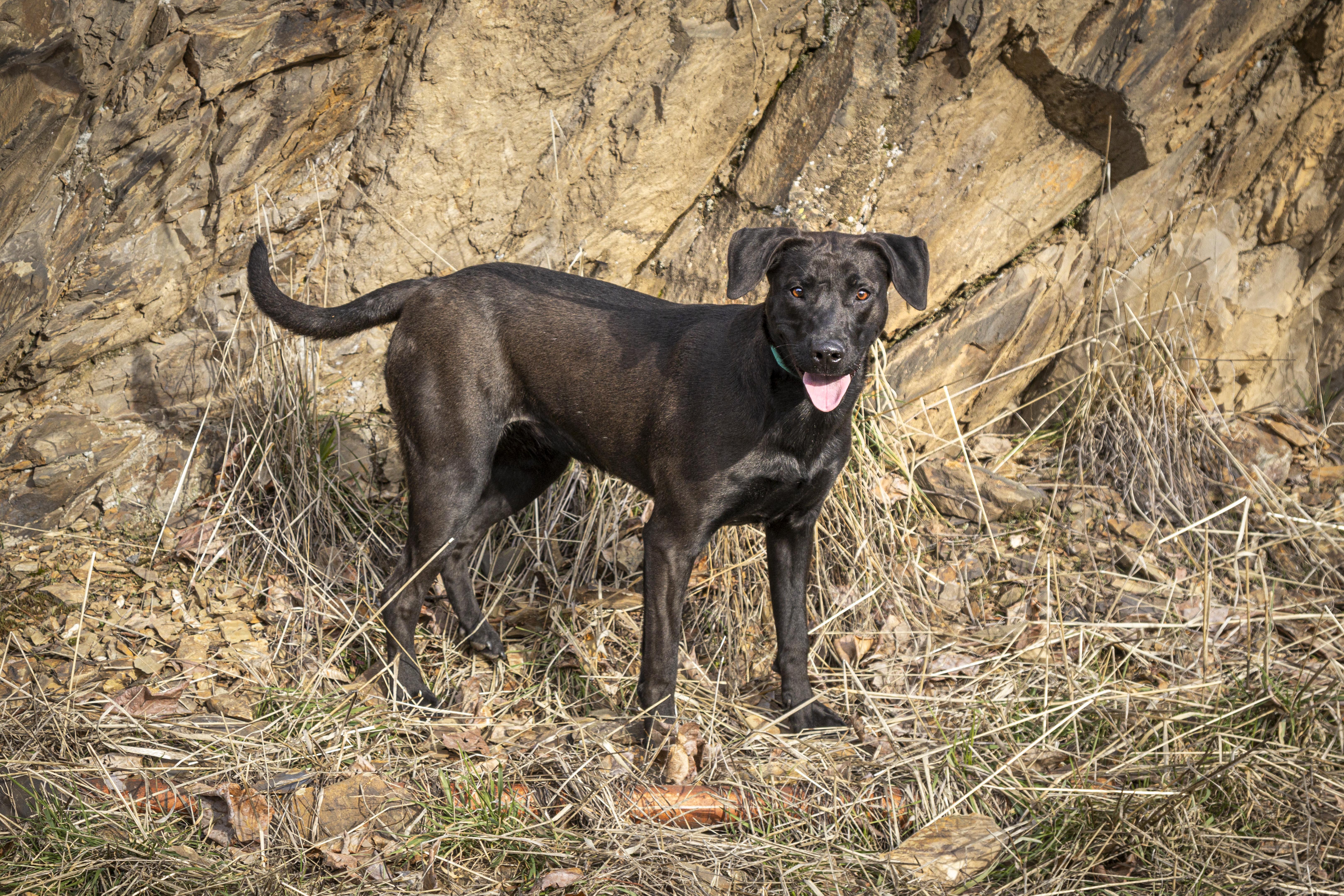 Enlarge Ellie, an adoptable mixed breed in Kellogg, ID image 2/4