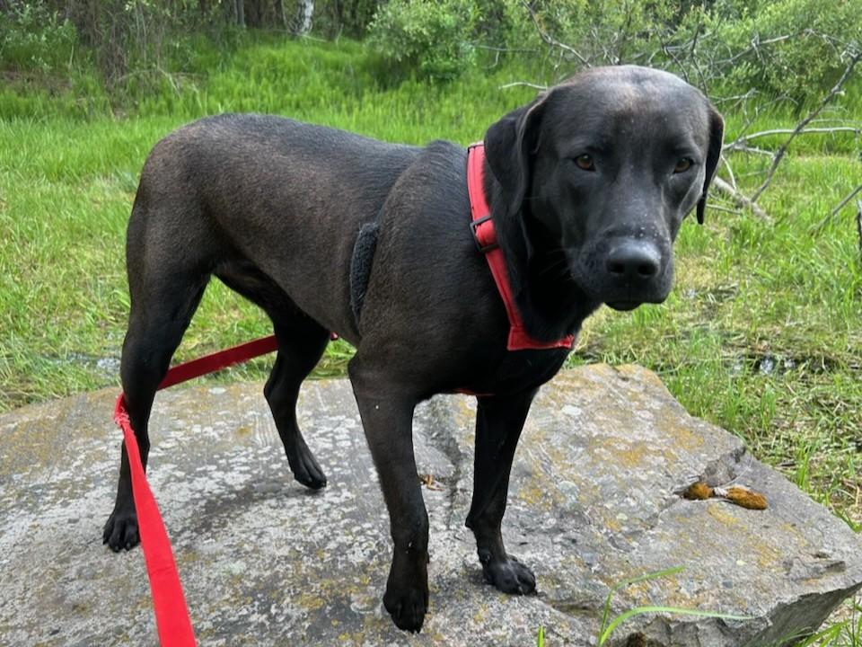 Ellie, adoptable, Young Female Black Labrador Retriever.