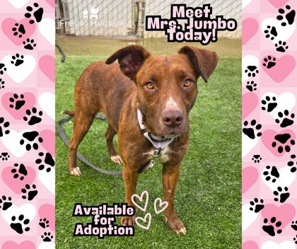 Mrs. Jumbo, Adoptable, Adult Female Mixed Breed & Mixed Breed.