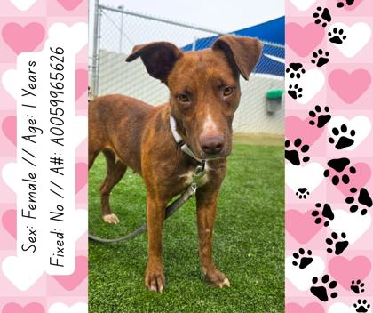 Enlarge Mrs. Jumbo, a Adoptable mixed breed in Fresno, CA image 2/3