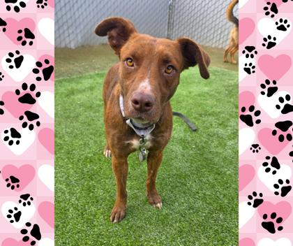 Enlarge Mrs. Jumbo, a Adoptable mixed breed in Fresno, CA image 3/3