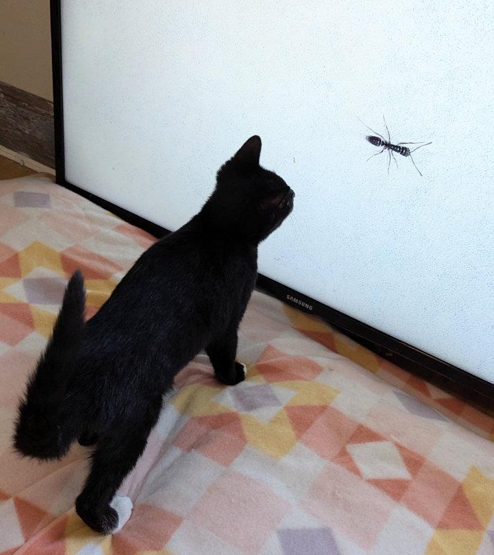 Butterbean, Adopted, Young Male Domestic Short Hair.