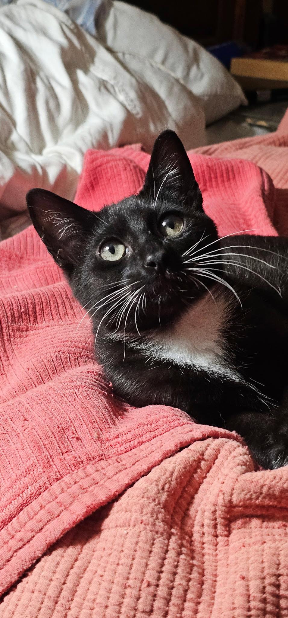 Enlarge Butterbean, a Adopted Domestic Short Hair in Ocala, FL image 2/3