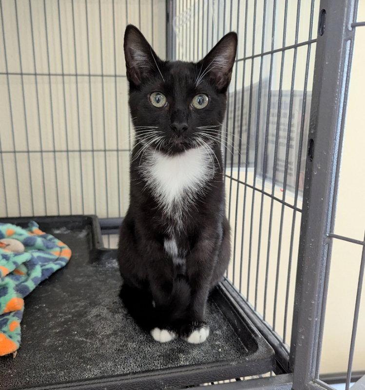 Enlarge Butterbean, a Adopted Domestic Short Hair in Ocala, FL image 3/3